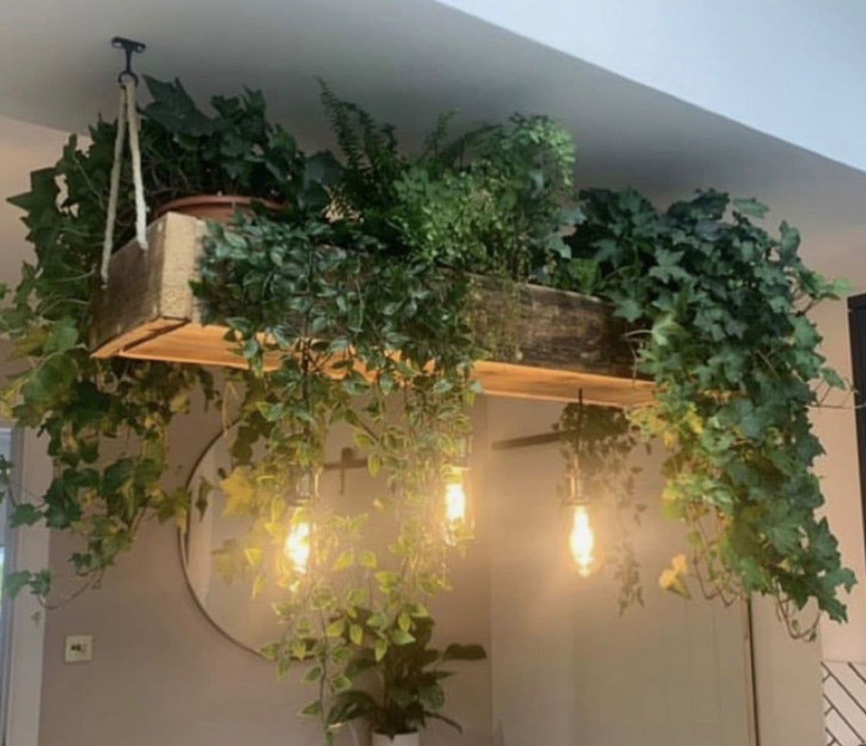 Planta estilo nórdico en espacio comercial