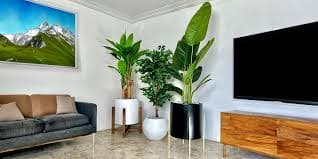 Planta decorativa en espacio corporativo